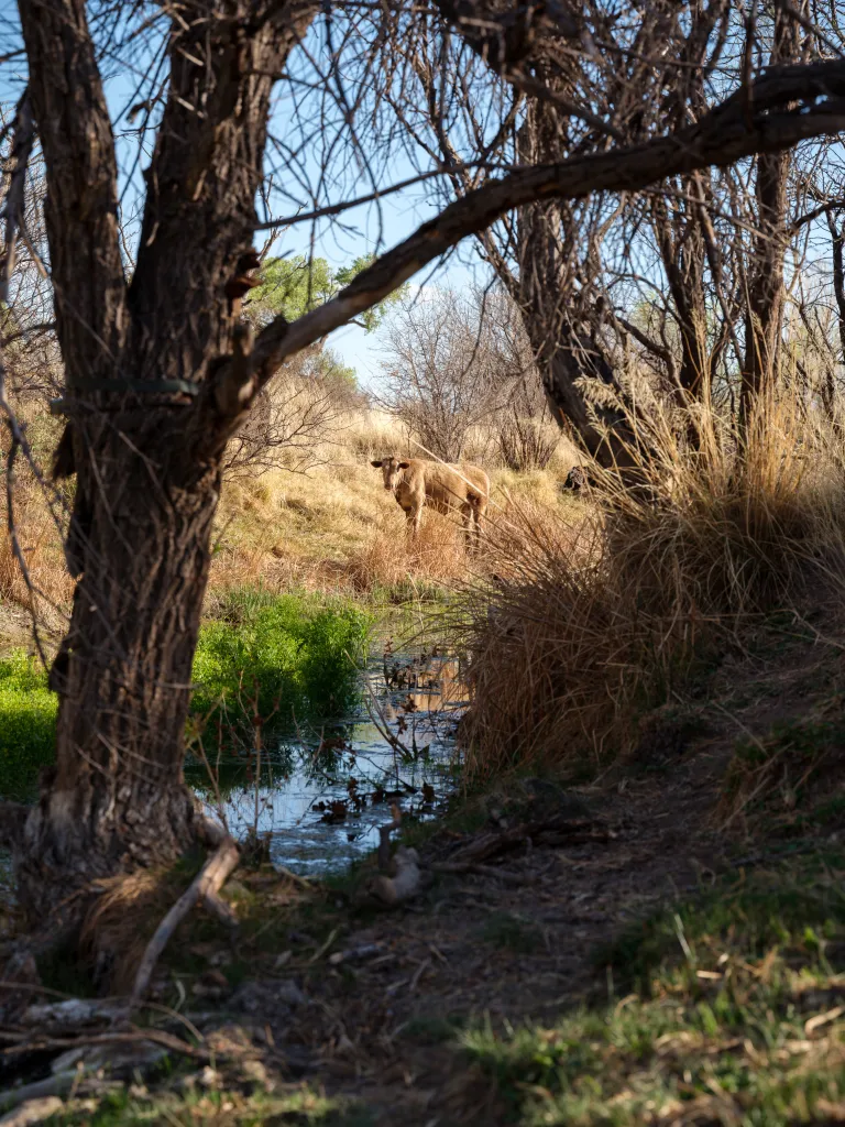 A Loophole Allows Ranchers to Renew Grazing Permits With Little Scrutiny of the Environmental Impact