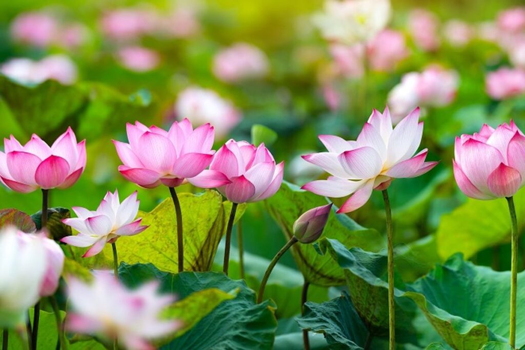 Pesona Bunga Lotus: Panduan Menanam yang Simpel dan Estetik